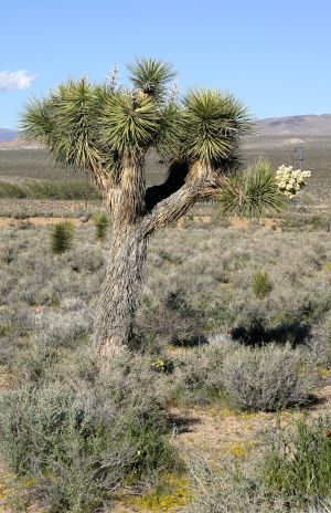 Joshua Tree with Flower