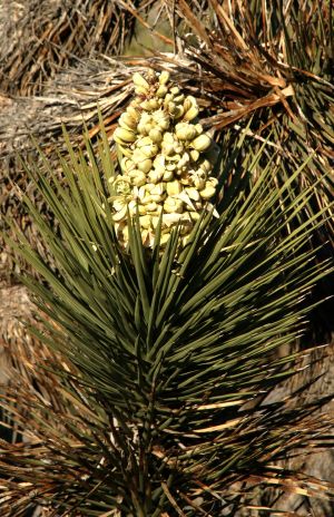 Joshua Tree Flower