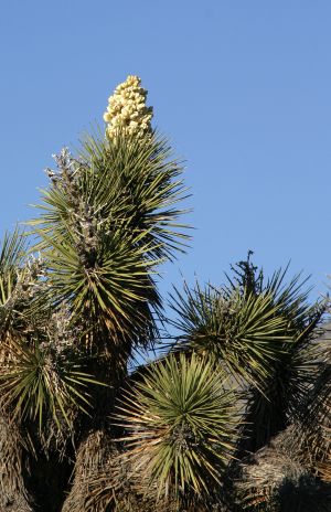 Joshua Tree in Bloom