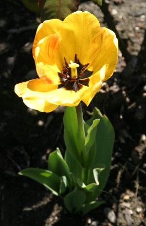 Yellow Tulip