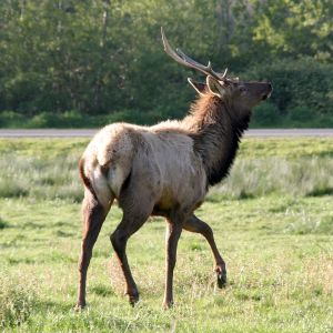 Elk Running