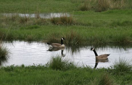Canadian Geese
