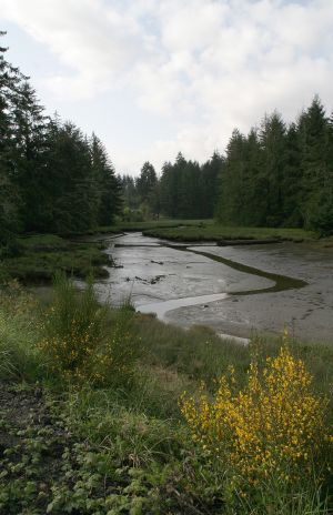 Bay Mud along Alsea River, OR