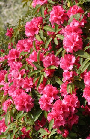 Pink Rhododendron