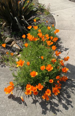 California Poppies