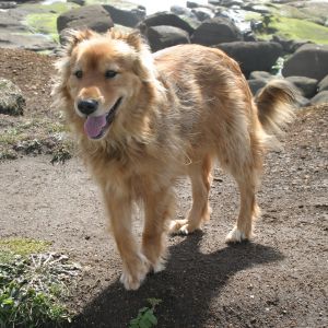 Our Big Beautiful Dog Tara