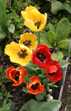 Yellow, Orange and Red Tulips