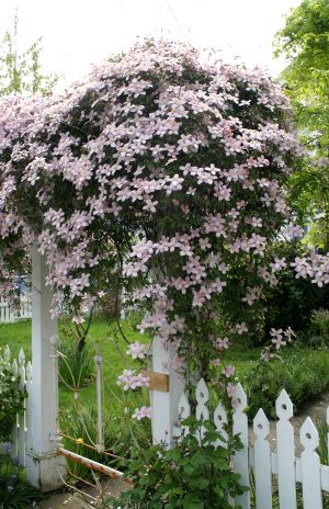 Pink Flowers over Gate - 