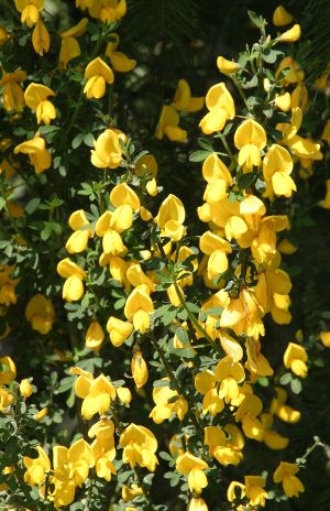 Scotch Broom