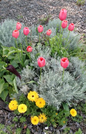 Pink Tulips, Yellow Marigolds and Black Calla Lily