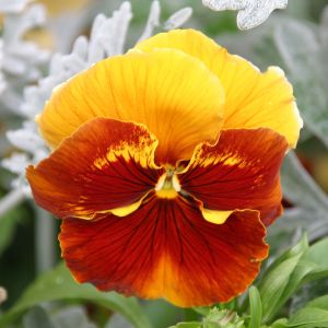 Yellow and Orange Pansy