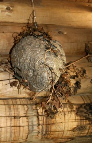 Hornet's Nest