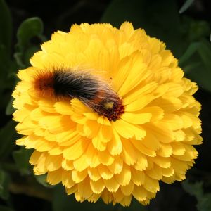 French Marigold with Wooly Bear Caterpillar
