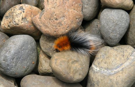 Wooly Bear? Caterpillar on Rocks