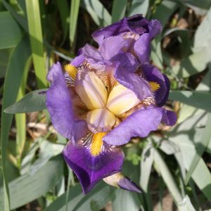 Purple and Yellow Iris