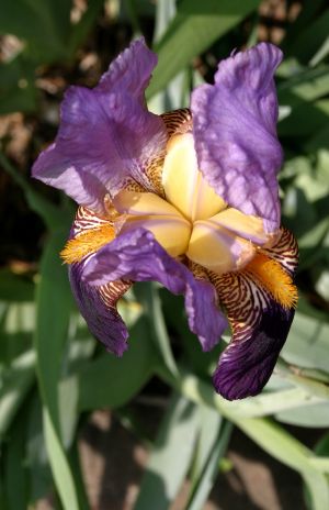 Yellow and Purple Iris