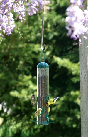 Yellow Finches