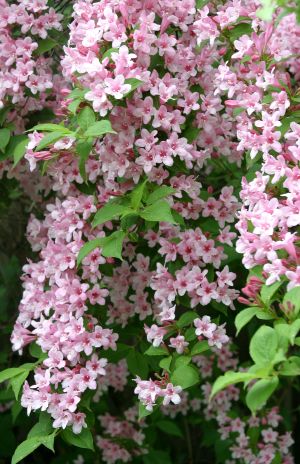 Pink Flowers - Clementis?