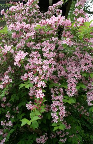 Pink Flowers - Clementis?