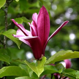 Magnolia x Ann blossom?