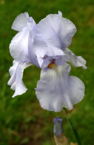 Blue Iris