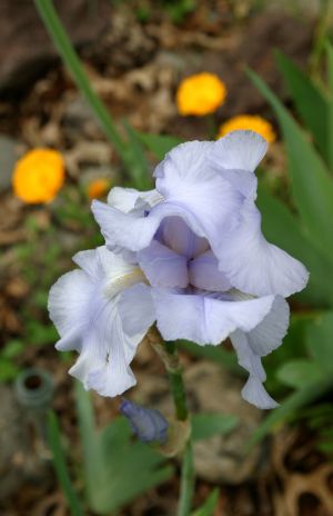 Blue Iris
