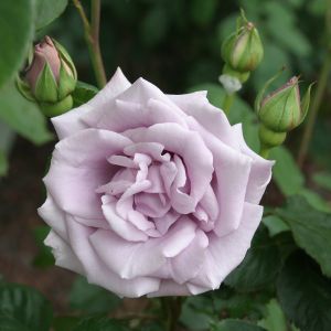 Purple Rose