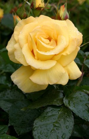 Yellow Rose