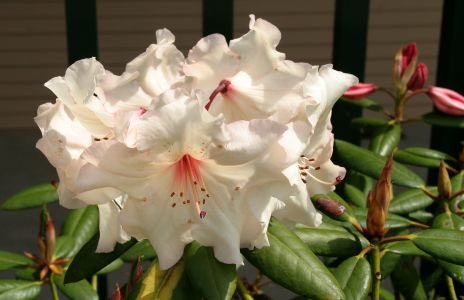 White Rhododendron