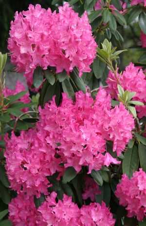 Pink Rhododendron