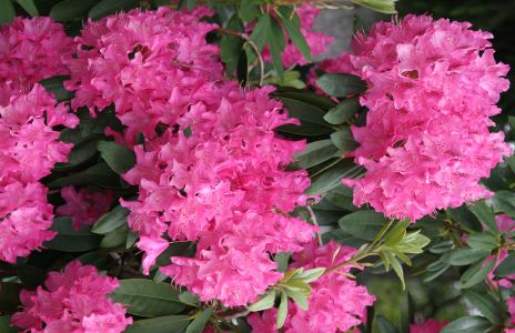 Pink Rhododendron