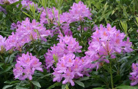 Purple Rhododendron