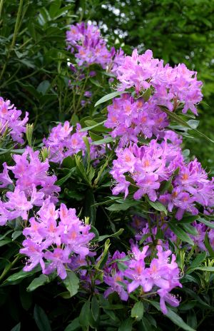 Lavender Rhododendron