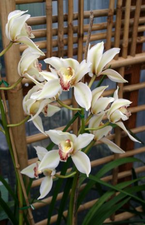 Yellow Cymbidium Orchid