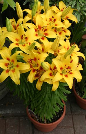 Yellow Lilies