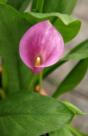 Pink Calla Lily
