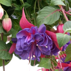 Double Fuchsia