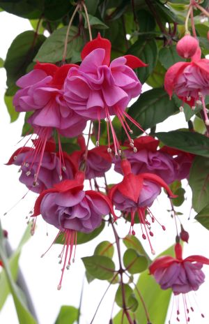Double Fuchsia