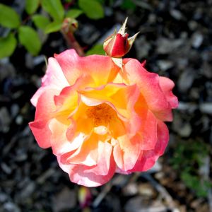 Pink and Yellow Rose
