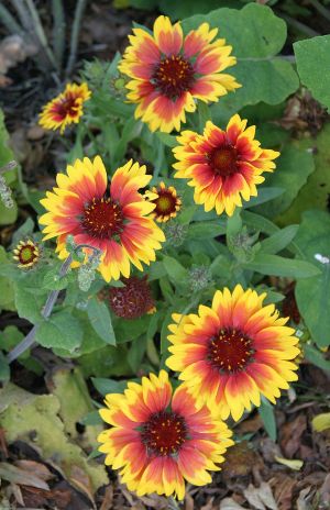 Some Kind of Yellow, Pink and Red Flower