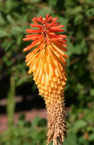 Red Hot Poker