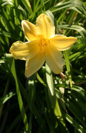 Yellow Lily