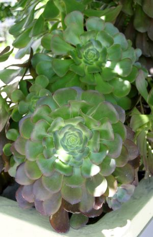 Large Succulents