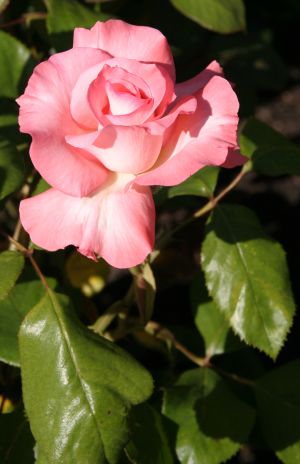 Pink Rose
