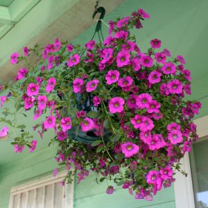 Pink Petunias