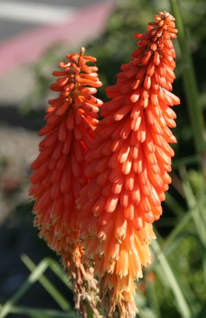 Red Hot Poker