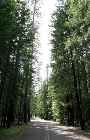 Pine Trees Lining Road