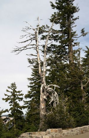 Twisted Dead Tree in Pine Forest