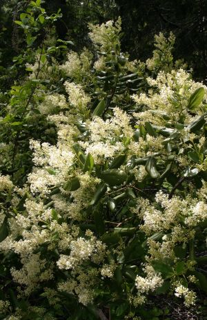 White Flowering Tree or Large Bush