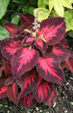 Plant with Interesting Red Leaves